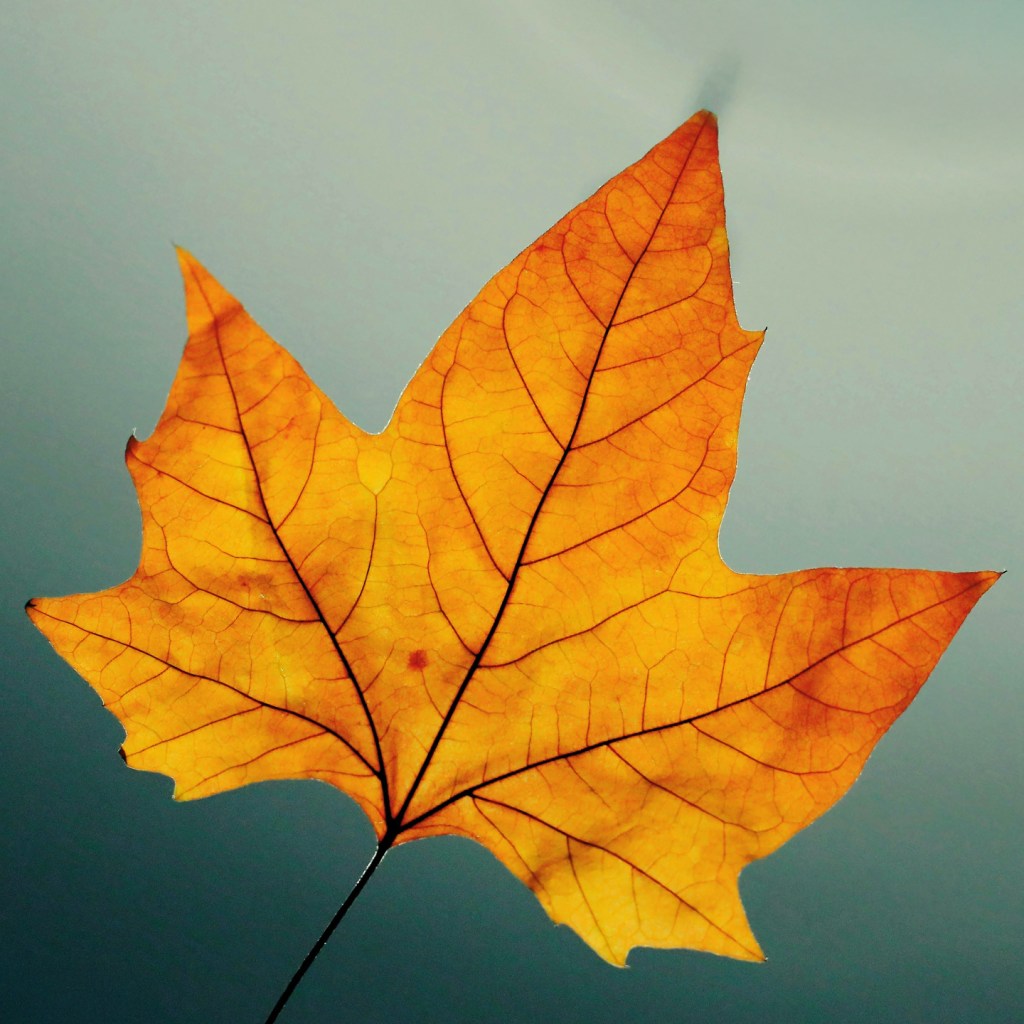 Close-up of a vibrant yellow autumn leaf against a neutral background, showcasing intricate veins and texture.